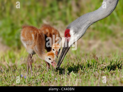 two sandhill crane chicks feeding with adult Stock Photo