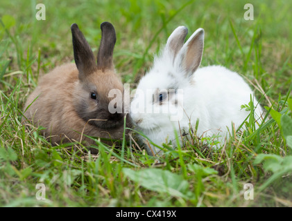 Rabbits in the grass Stock Photo