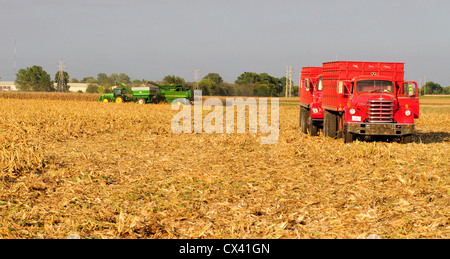 Harvesting corn with a John Deere combine and tractor hauling grain wagon and offloading the grain to a Diamond T antique truck Stock Photo
