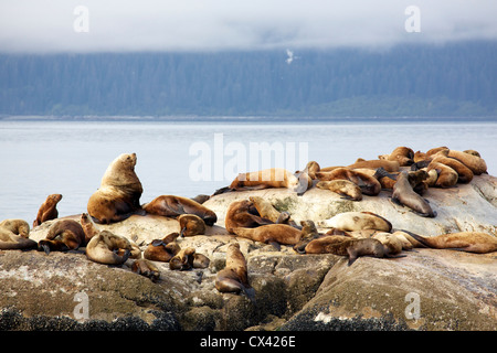 Steller sea lion 'bachelor pad' with one older male among young males. Glacier Bay National Park Alaska Stock Photo
