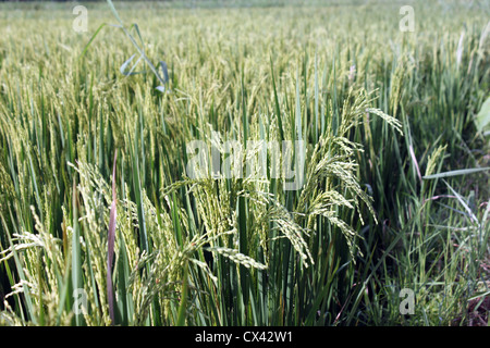 Rice or paddy being grown in fields, a view from the countryside of ...