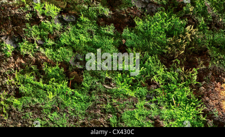 Beech bark with moss and lichen , forest by Beckingen, Saarland - Germany Stock Photo