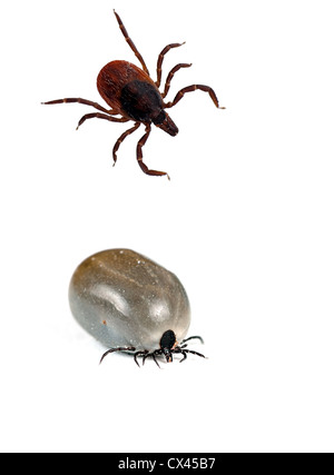 Ixodes scapularis - Blacklegged deer tick, also common on cats and dogs Stock Photo