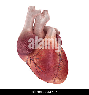 Medical illustration of a human heart, 3D rendering Stock Photo - Alamy