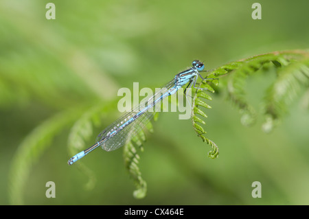 The Azure Damselfly or Common Coenagrion (Coenagrion puella) Male, Sussex, UK. June. Stock Photo