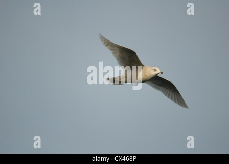 1st year Iceland Gull (Larus glaucoides) in flight in Scarborough Harbour, Yorkshire Stock Photo