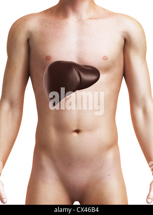 3d rendered medical illustration of a male liver Stock Photo