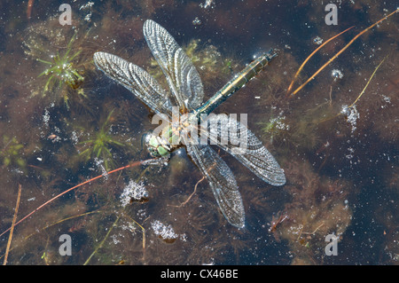 Downy emerald, Cordulia aenea, Male. Stuck on water surface of pond and drowning. June. Sussex, UK. Stock Photo