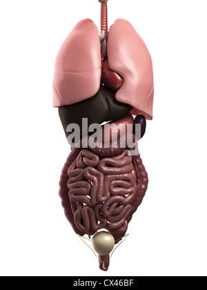 Internal organs chart - 3d anatomy diagram with inner organs and ...