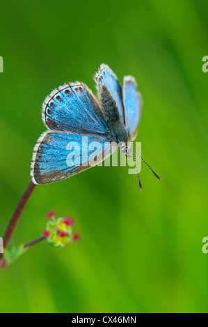 Male Adonis blue butterfly basking care-free in early morning sun Stock Photo