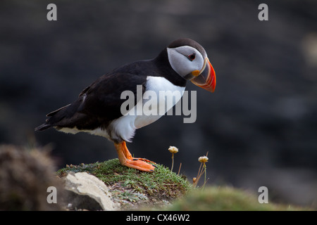 A single puffin standing looking to the right Stock Photo