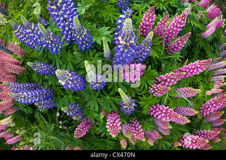 A clump of large-leaved Lupines in bloom (Lupinus polyphyllus)   Massif de Lupins (Lupinus polyphyllus) en fleurs. Stock Photo
