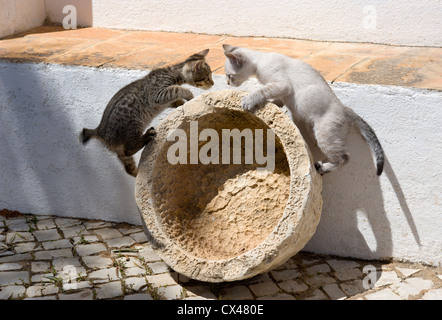 two kittens playing outdoors on a rural terrace in Portugal, the Algarve Stock Photo