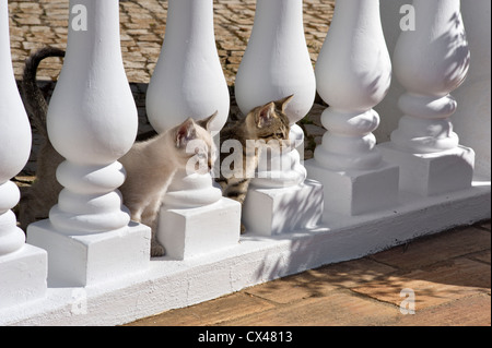 Two kittens peeping through balustrades in Portugal, the Algarve Stock Photo