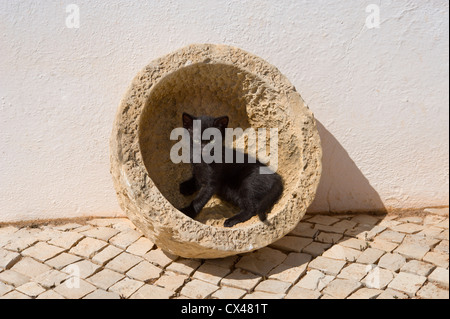 a kitten in Portugal, the Algarve playing in the yard Stock Photo