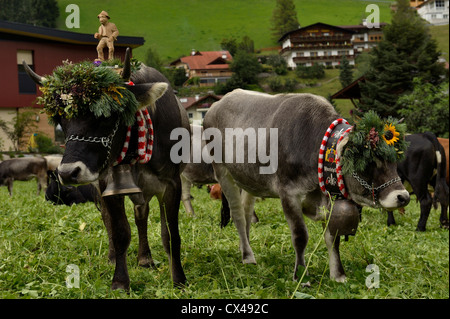 (Neustift im Stubaital Almabtrieb) Festival celebrating bringing the cows down from  high alpine pastures in the Austrian Alps Stock Photo