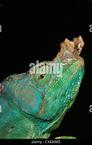 Parson's Chameleon (Calumna parsonii), Wild, Andasibe Mantadia National Park / Perinet Reserve, Madagascar Stock Photo
