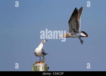 A subadult laughing gull (Larus atricilla) approaching an adult Stock Photo