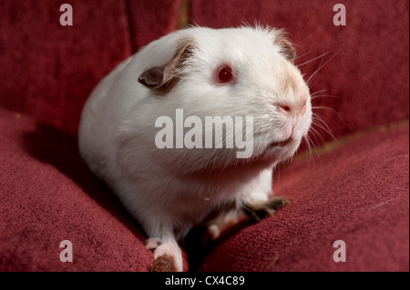 Cute white guinea pig slipping into the cracks between the cushions of a red couch. Stock Photo