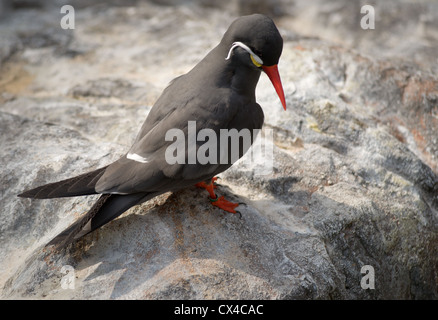 Small black bird with white spot over its eyes and white spot on its wings and bright orange beak and feet. Stock Photo