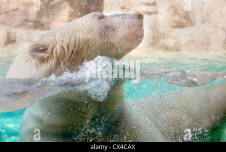 Close up of the polar bear at the Brookfield Zoo swimming with its head out of the water. Stock Photo