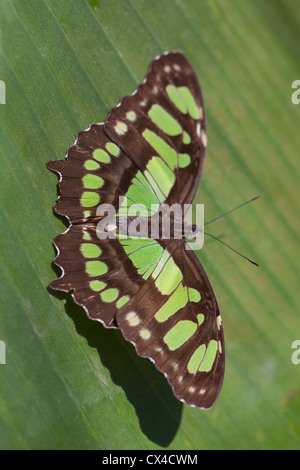 Malachite butterfly (Siproeta stelenes) at The Butterfly Farm outside San Jose. Stock Photo