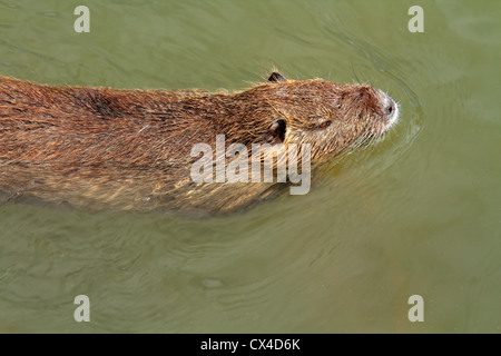 Coipo or Nutria (Myocastor coypus) swimming in water, South America Stock Photo