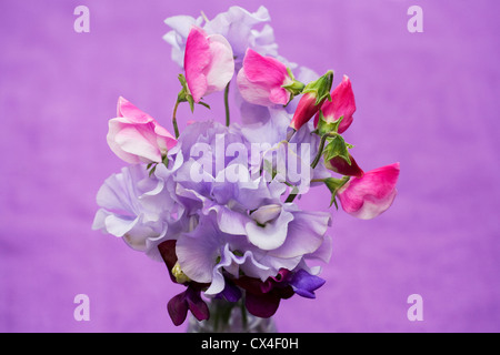 Lathyrus odoratus. Sweet pea flowers in a glass vase against a lilac background. Stock Photo