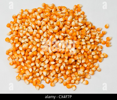 A handful of locally grown, delicious unpopped popcorn kernels. Stock Photo