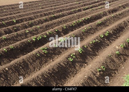 Furrows in Potato field, Cambridgeshire Fens, England, UK Stock Photo