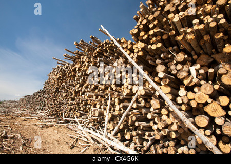 Boreal forest trees clear felled to make way for a new tar sands mine north of Fort McMurray, Alberta, Canada Stock Photo