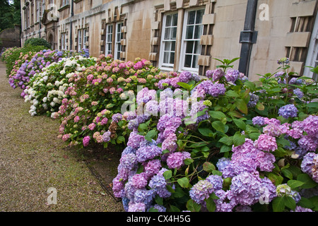 Display of Hydrangeas in garden  border Stock Photo