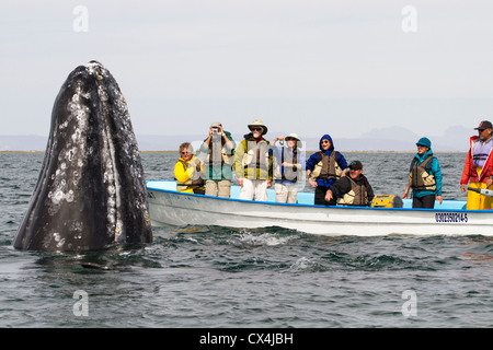 Gray Whale (Eschrichtius robustus) spyhopping in front of whale watching boat, San Ignacio Lagoon, Baja California, Mexico Stock Photo