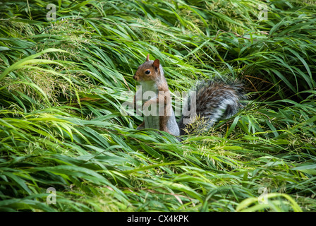 Eastern Gray Squirrel, Sciurus carolinensis, standing up in tall green grass, Washington Square Park, USA