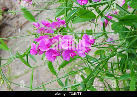 Flowers of Everlasting Sweet pea Lathyrus latifolius. Stock Photo