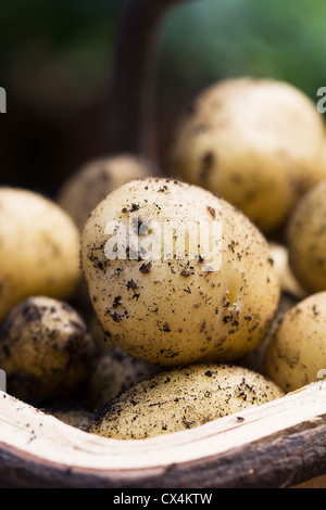 Solanum tuberosum variety 'Charlotte'. Trug of freshly dug 'Charlotte' potatoes. Stock Photo