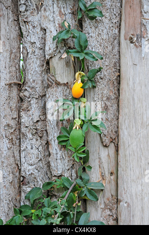 Fruits of Passion flower Passiflora caerulea Stock Photo