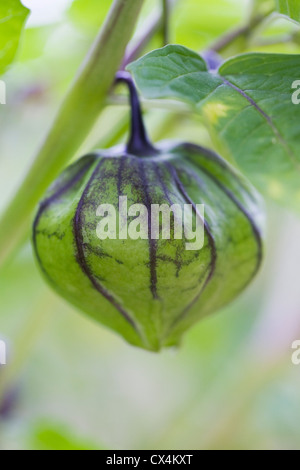 Physalis philadelphica. A single tomatillo growing on plant. Stock Photo