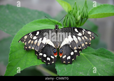 Citrus Swallow Tail butterfly. Papilio demodocus.  The Christmas Butterfly Stock Photo