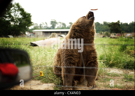 Kodiak Grizzly Bear. The Olympic Game Farm. Sequiem, Olympic Peninsula, Washington State, USA