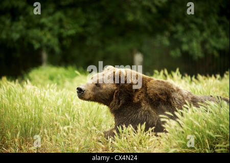Kodiak Grizzly Bear. The Olympic Game Farm. Sequiem, Olympic Peninsula, Washington State, USA