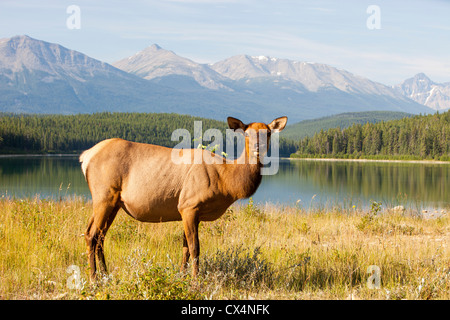 A female Elk (Cervus canadensis) grazing near Jasper in the Jasper National Park, Rocky Mountains, Canada. Stock Photo