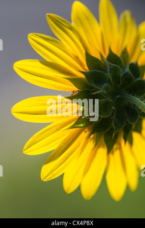 Sunflower macro image taken in Austin, Texas Stock Photo