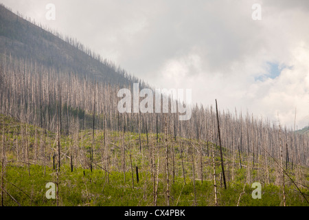 A forest fire on Octopus mountain in Kootenay National Park, British Columbia, Canada. Stock Photo