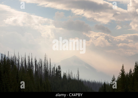 A forest fire on Octopus mountain in Kootenay National Park, British Columbia, Canada. Stock Photo