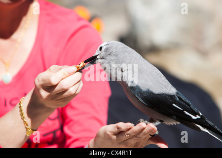 A tourist feeding a Clarks Nutcracker near Lake Louise in the Canadian Rockies Stock Photo