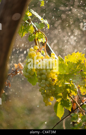 Watering grapes artificial rain at summer Stock Photo