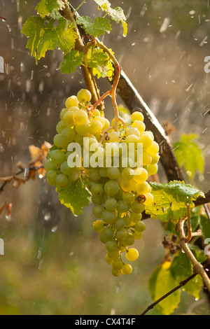 Watering grapes artificial rain at summer Stock Photo