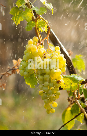 Watering grapes artificial rain at summer Stock Photo