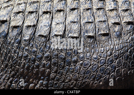 Closeup of a real skin of an alligator Stock Photo